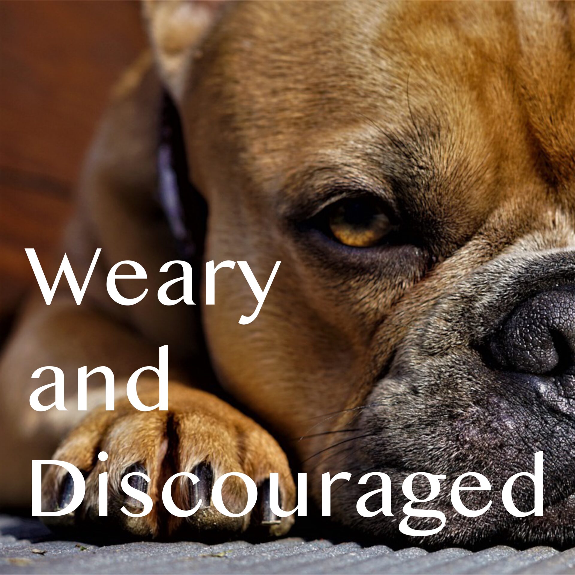 Weary and Discouraged Cover Image